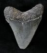 Juvenile Megalodon Tooth #20777-1
